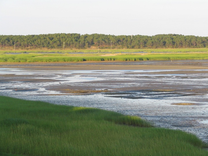 Wellfleet Marsh